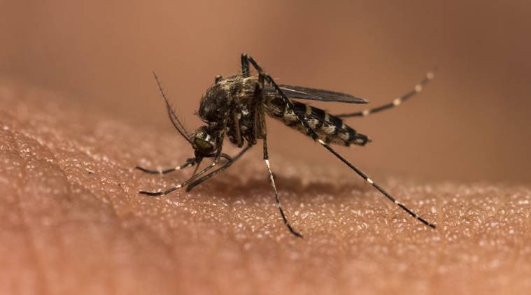 Malaria drug effectiveness hit by under-dosage