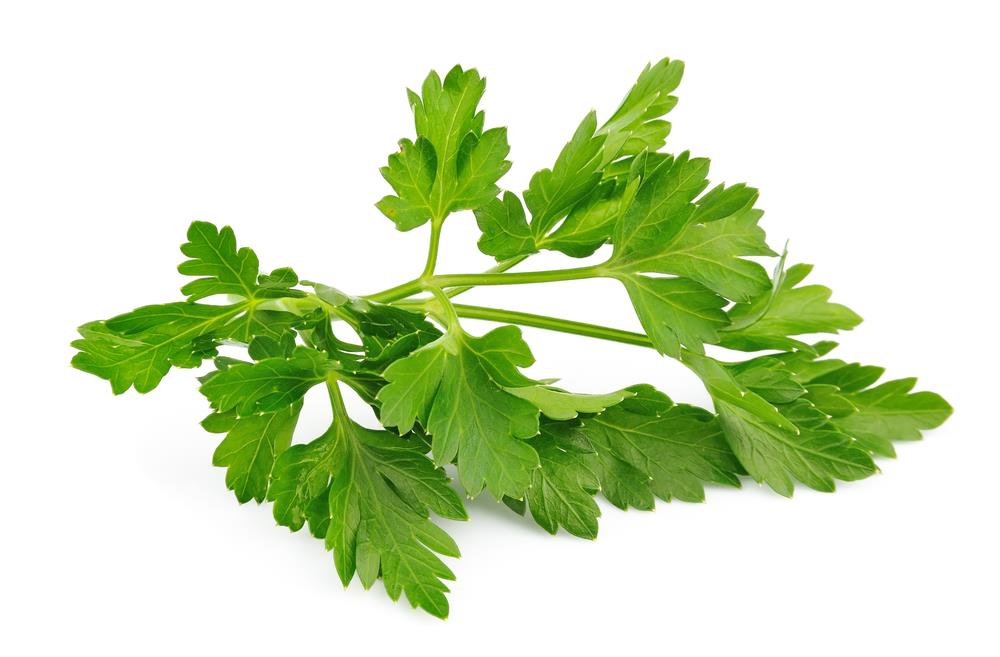 Chervil