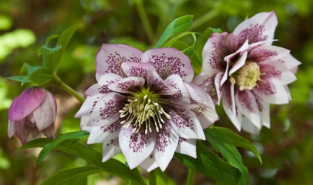 Hellebore