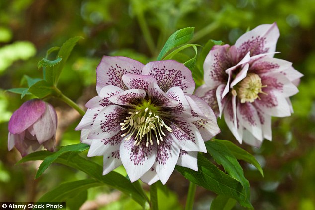 Hellebore