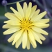 Ixeris Chinensis