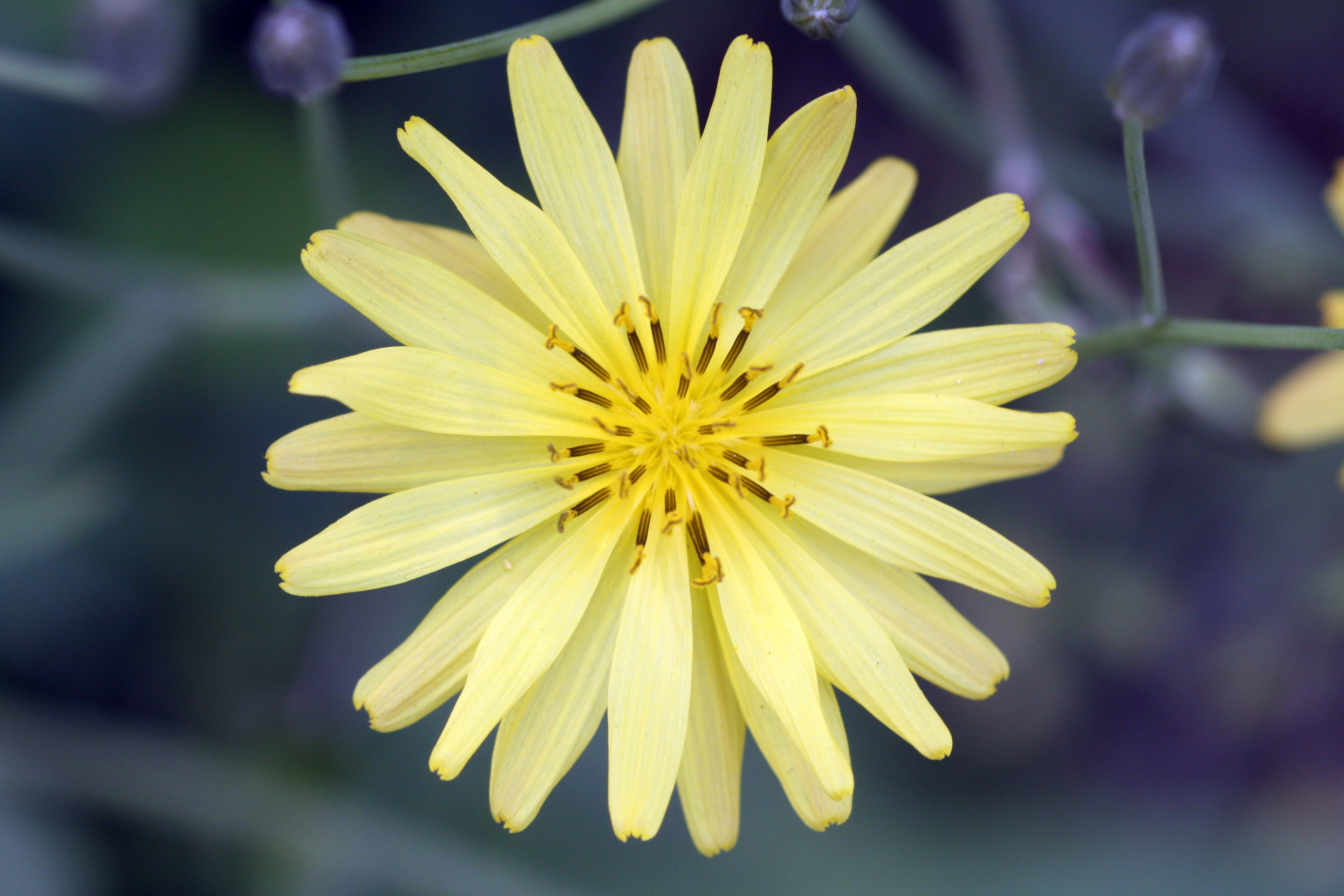 Ixeris Chinensis