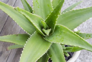 Aloe Vera