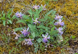 Astragalus