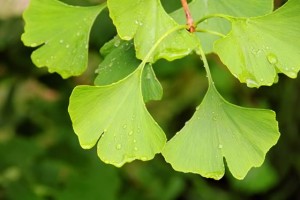 Ginkgo