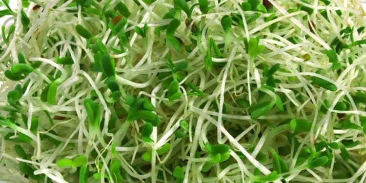 Alfalfa