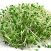 Alfalfa