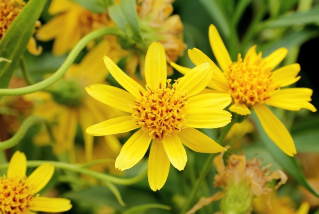 Arnica