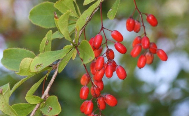 Barberry