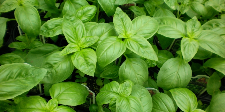 Basil leaves