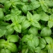 Basil leaves