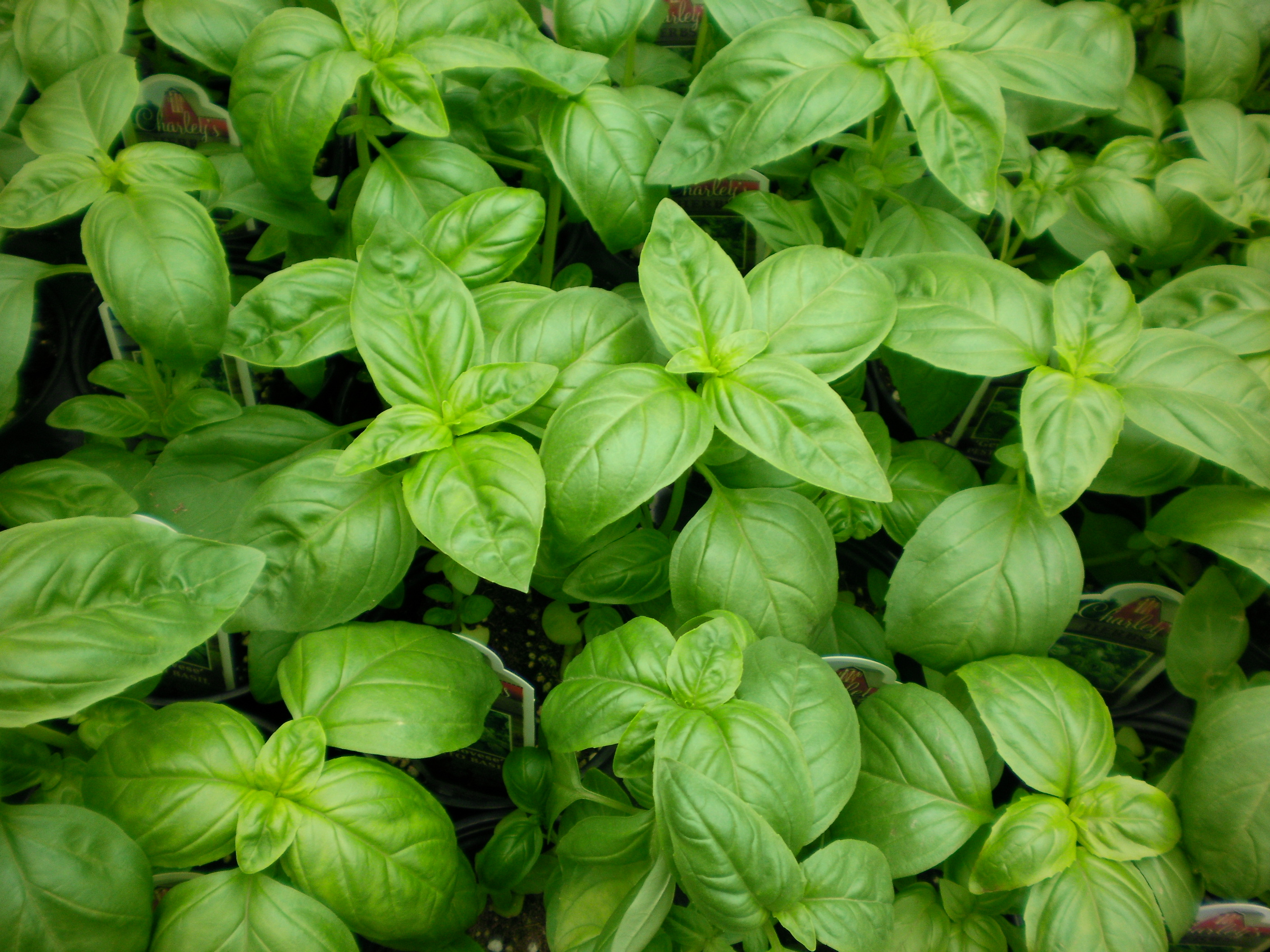 Basil leaves