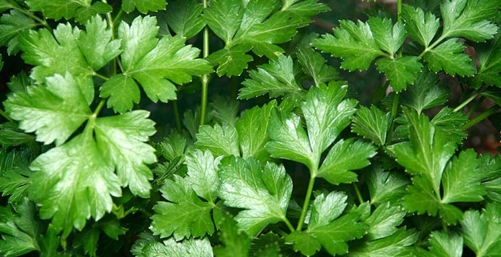 Health Benefits of Parsley a Nutritional Powerhouse for Body