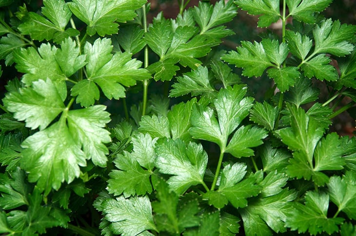 Health Benefits of Parsley a Nutritional Powerhouse for Body