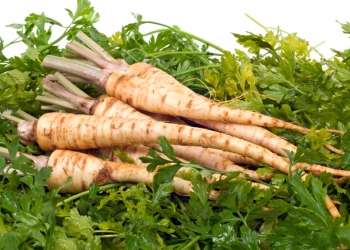 Parsley Root