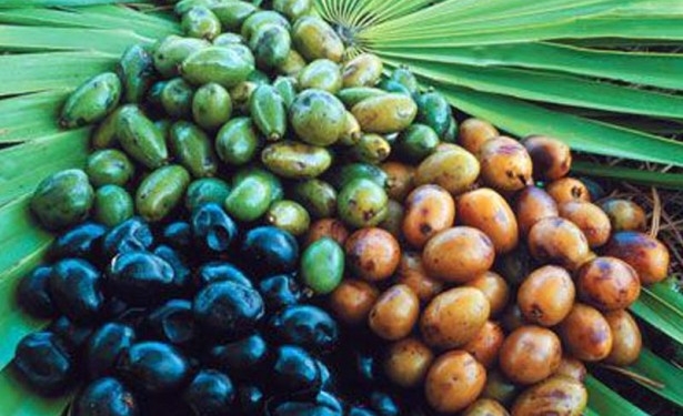 Saw Palmetto Berry