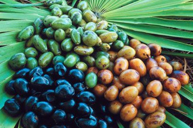 Saw Palmetto Berry