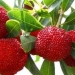 bayberry