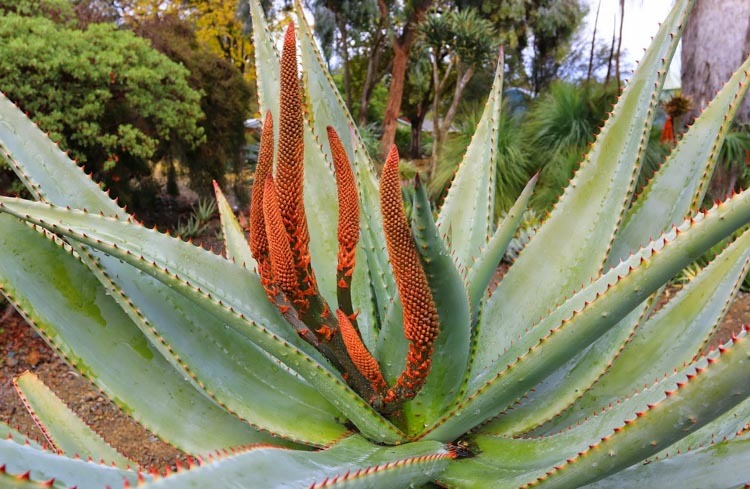 Aloe Ferox