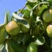 Jojoba