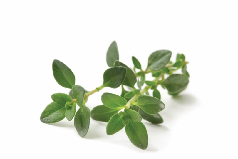 Thyme Natural Health News