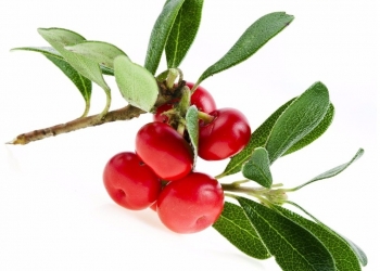 Bearberry-Herbs