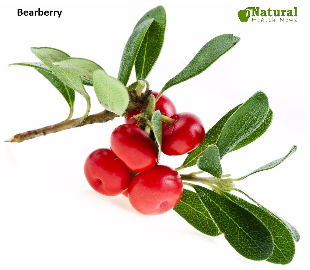 Bearberry-Herbs