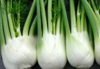Fennel