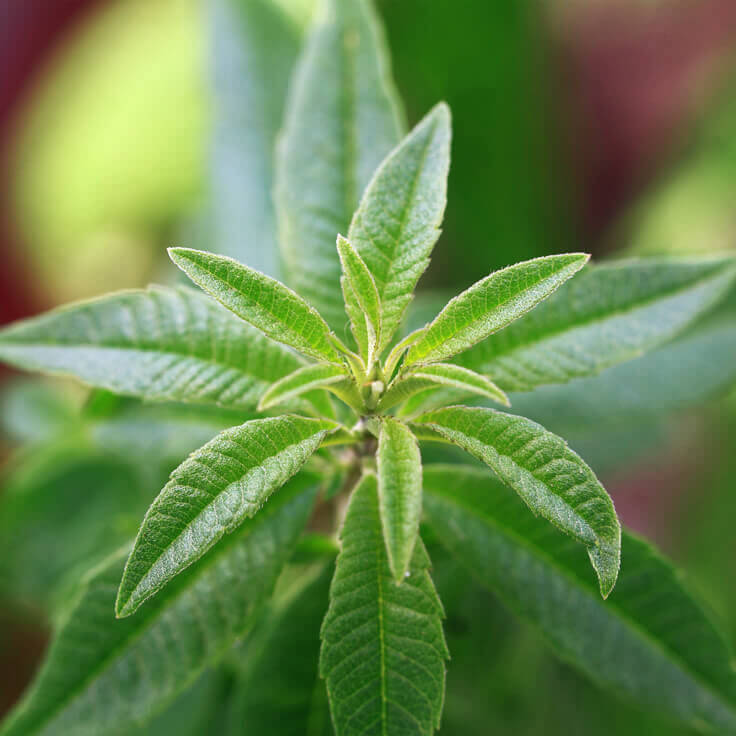 Lemon Verbena