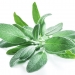 Sage - Natural Health News