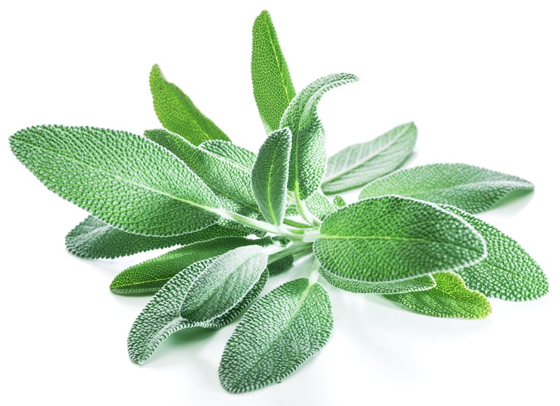 Sage - Natural Health News