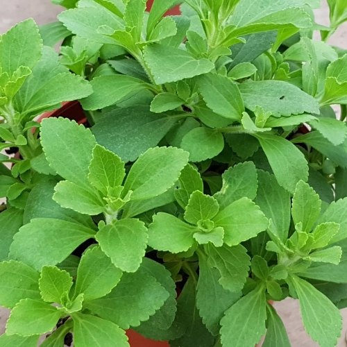 Stevia