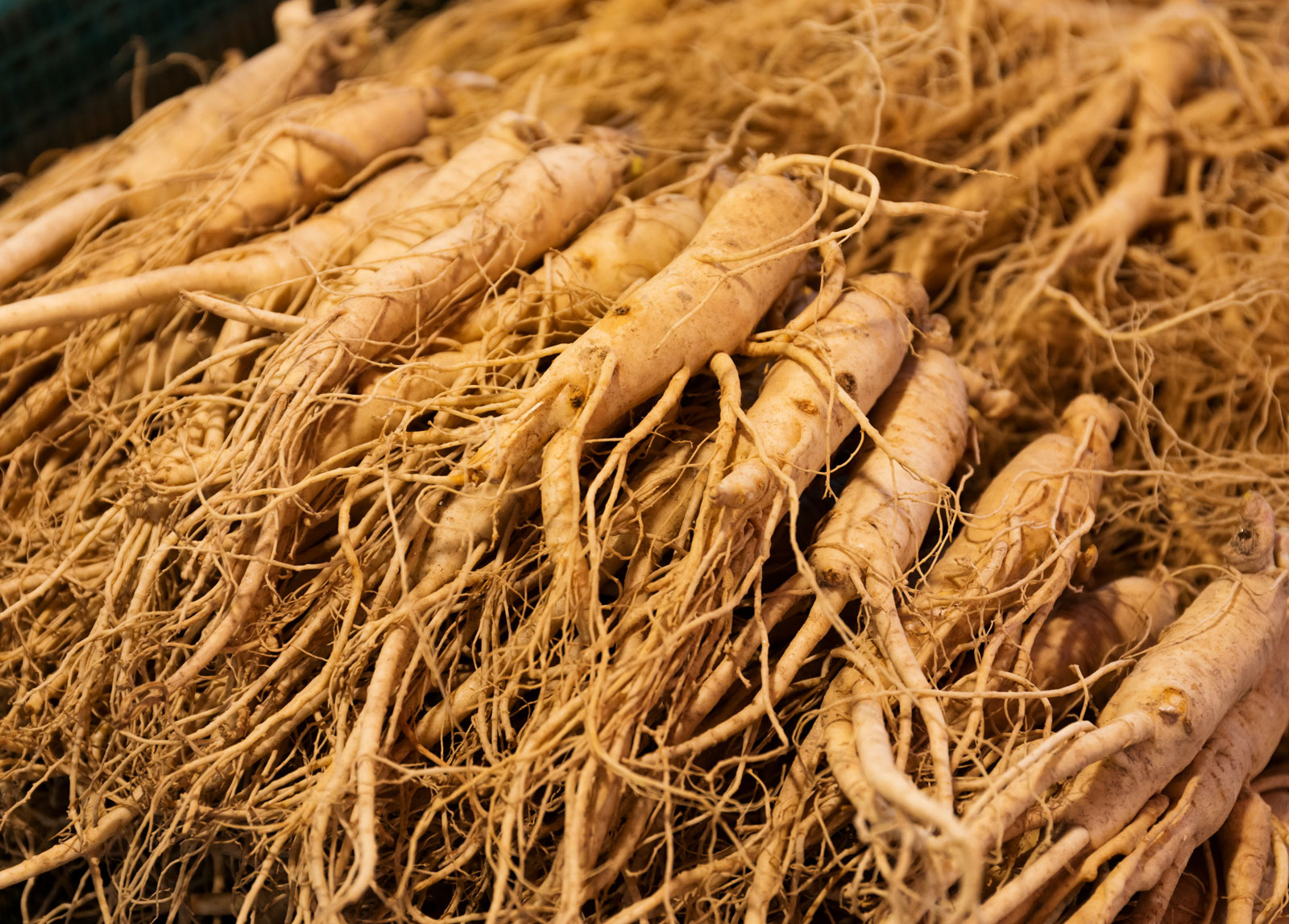 ginseng