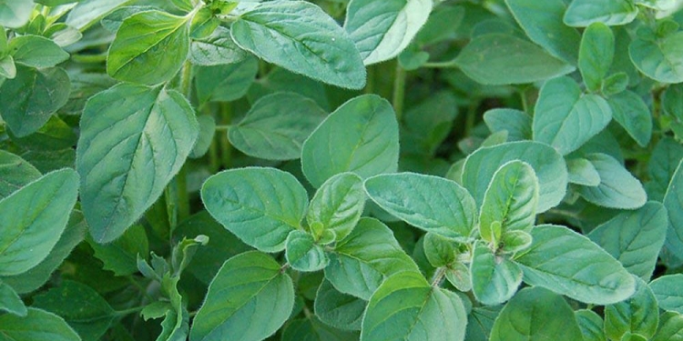 Oregano