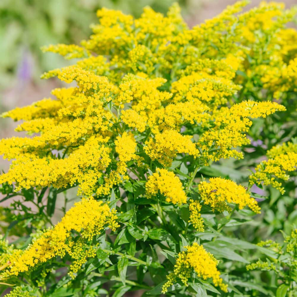 Goldenrod