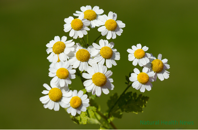 Feverfew Herb