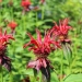 Bee Balm