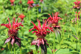 Bee Balm