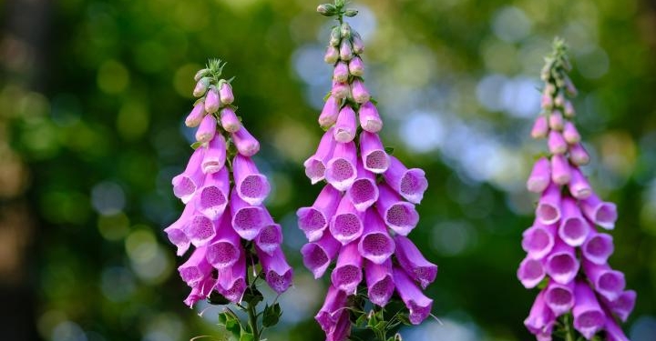 Foxglove