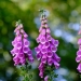 Foxglove