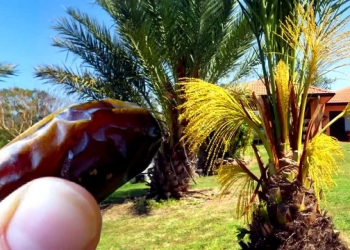 A Brief Look At Date Palm Tree