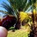 A Brief Look At Date Palm Tree