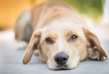 What are the non-tumor natural remedies for shrinking tumors in dogs