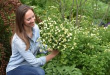 How to Grow and Harvest Feverfew Seeds