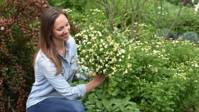 How to Grow and Harvest Feverfew Seeds