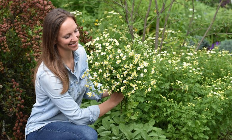 How to Grow and Harvest Feverfew Seeds