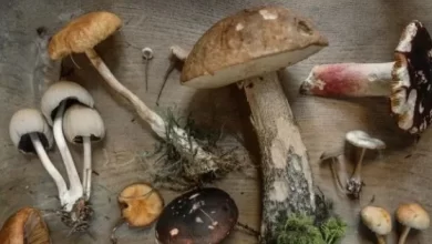 The Power of Medicinal Mushrooms in the Battle Against Cancer
