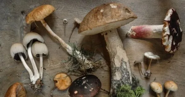 The Power of Medicinal Mushrooms in the Battle Against Cancer