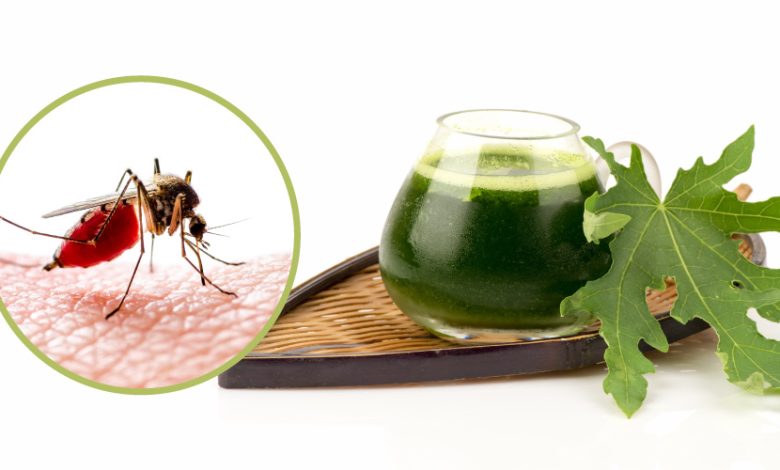 10 Natural Remedies for Dengue and Essential Diet Tips for a Speedy Recovery