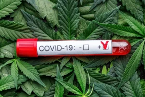 Cannabis use linked to worse COVID-19 outcomes